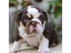 English bulldog