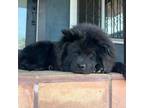 Chow Chow Puppy for sale in Los Angeles, CA, USA