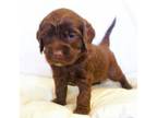 Australian Labradoodle Puppy for sale in Oakley, CA, USA
