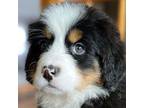 Euro Bernese Litter Planned