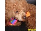 Poodle (Toy) Puppy for sale in Duluth, GA, USA