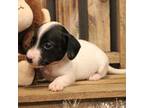 Dachshund Puppy for sale in Wisner, LA, USA