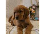 Golden Retriever Puppy for sale in Middlebury, IN, USA