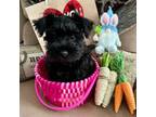 Schnauzer (Miniature) Puppy for sale in New Market, VA, USA