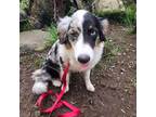 Australian Shepherd Puppy for sale in Duvall, WA, USA