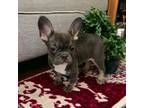 French Bulldog Puppy for sale in Pineville, LA, USA