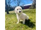 Maltipoo Puppy for sale in Norfolk, NE, USA