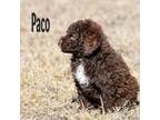 Paco