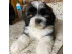 Mal-Shi Puppy for sale in Ville Platte, LA, USA