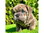 Bear (Blue English Bulldog)