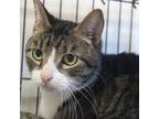 Adopt Marcus a Domestic Short Hair