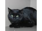 Adopt Brie a Domestic Medium Hair