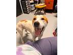 Adopt Catalina a Labrador Retriever, English Pointer