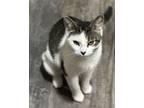 Adopt Rhea a Domestic Short Hair, Tabby