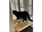 Adopt Harley a Domestic Short Hair