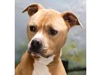 Adopt Pixie a American Staffordshire Terrier