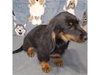Dachshund Puppy for sale in Byron, GA, USA