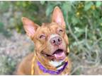 Adopt CARA* a Pit Bull Terrier, Mixed Breed