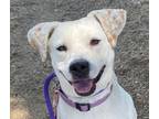 Adopt AMBER* a Pit Bull Terrier, Labrador Retriever