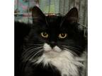 Adopt Princess a Domestic Medium Hair