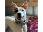 Adopt Bug a Cattle Dog