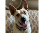 Adopt Fig a Cattle Dog