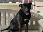 Adopt HARLEY a German Shepherd Dog, Mixed Breed