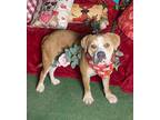 Adopt Beautiful Kami a American Staffordshire Terrier