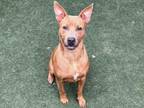 Adopt CARMELITA a Pit Bull Terrier, Mixed Breed