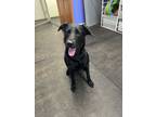 Adopt Wednesday a Labrador Retriever