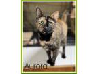 Adopt Aurora, Willow Grove Area (FCID 11/08/2023-132) a Tortoiseshell