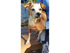 Adopt Daisy a Beagle, Rat Terrier