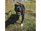 Adopt Ebony a Pit Bull Terrier