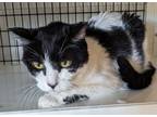 Adopt Tiffy a Domestic Medium Hair