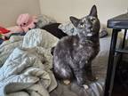 Adopt Cardamom a Domestic Short Hair