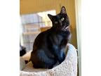 Adopt Socce a American Shorthair