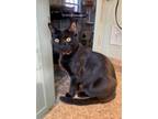 Adopt Bocce a American Shorthair