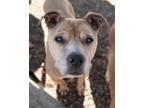 Adopt Lettie bonded with Lottie a Pit Bull Terrier
