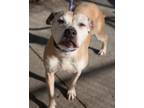 Adopt Lottie bonded with Lettie a Pit Bull Terrier