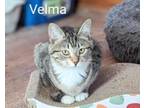 Adopt VELMA **Bonded with Scooby** a Domestic Short Hair, Tortoiseshell