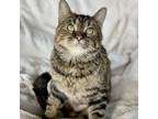 Adopt Miss Fluffykins a Domestic Medium Hair