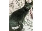 Adopt Marlee a Domestic Short Hair