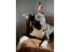 Adopt DEBORAH a Pit Bull Terrier