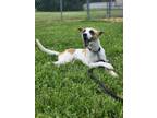 Adopt Kona a Retriever, Jack Russell Terrier