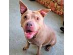 Adopt Fawn a Pit Bull Terrier