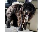 Adopt Pippi a Standard Poodle, Australian Shepherd