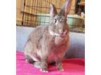 Adopt Spirit a Bunny Rabbit