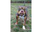 Adopt STAR a Staffordshire Bull Terrier, Mixed Breed