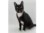 Adopt Misfit a Domestic Short Hair