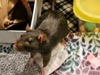 Adopt Bubblegum, Candy & Science a Rat